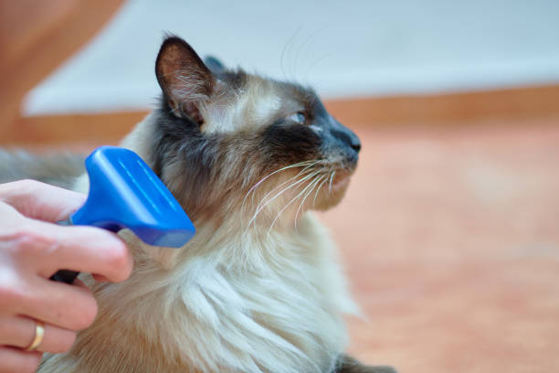 istock nice long haired siamese cat being brushed by its owner while purring. pet care concept 1342047500