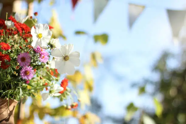 asters, cosmos, chrysanthemums in a vase on a sunny day