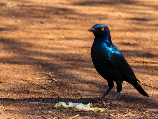 größerer blauohrstar, der auf dem boden steht - greater blue eared glossy starling stock-fotos und bilder