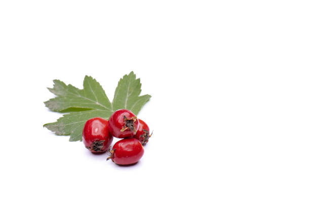 istock Fresh red hawthorn isolated on white background. Alternative traditional medicine using hawthorn. 1342050385