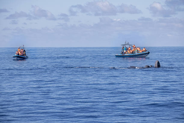 Whale watching boat and a small group of sperm whales Whale watching boat and a small group of sperm whales at the North Atlantic Ocean on a calm day outside Ponta Delgada which is the main city on the Portuguese Azorean Island San Miguel. The whales has gathered to protect a female giving birth to a calf san miguel portugal stock pictures, royalty-free photos & images