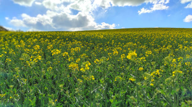 istock Hill full of yellow flowers 1342053023