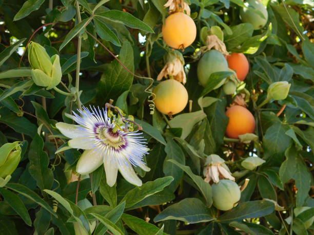 Passion fruit A passion-fruit flower, and fruits, in Attica,Greece passion fruit flower stock pictures, royalty-free photos & images
