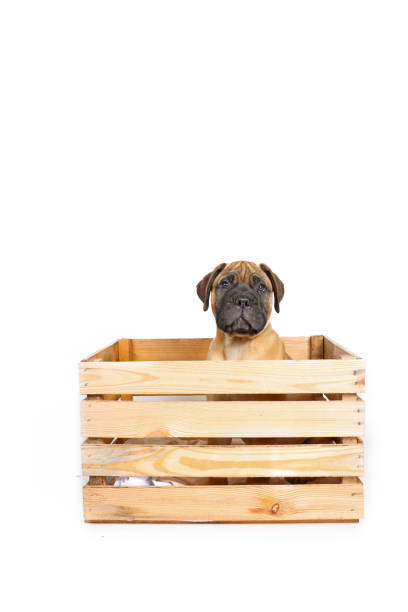 istock puppy dog isolated on white 1342055154