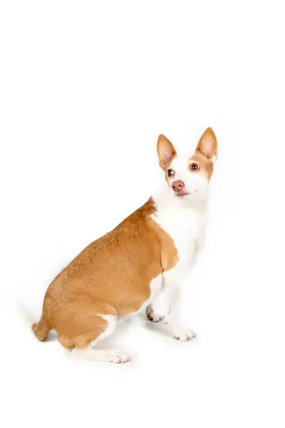 podenco dog sitting isolated on white background
