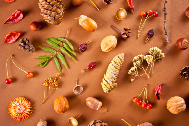 istock Autumn composition pattern with dry leaves, cones, acorns, berries, nuts. 1342056140