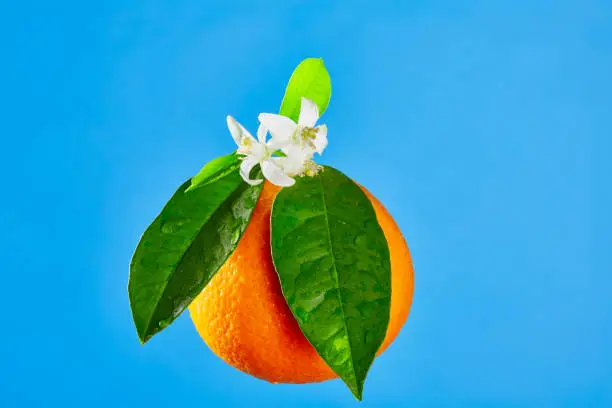 Oranges with orange blossom flowers in spring on blue background