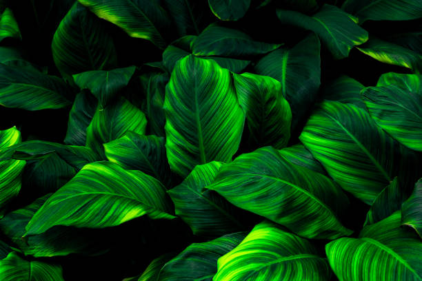 istock abstract green leaf texture, nature background, tropical leaf 1342056703