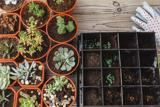 istock multiple succulents in small pots on a wooden table 1342058074