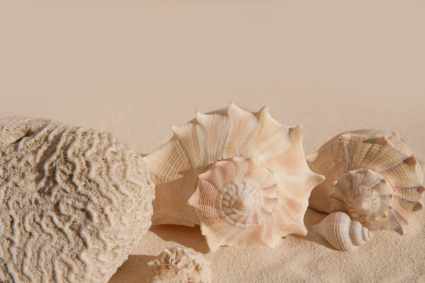 istock brain coral and seashells on white sand beac 1342058148