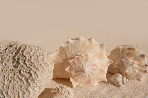 Simply composition of three seashells in the corner of wavy sand texture with copy space.
