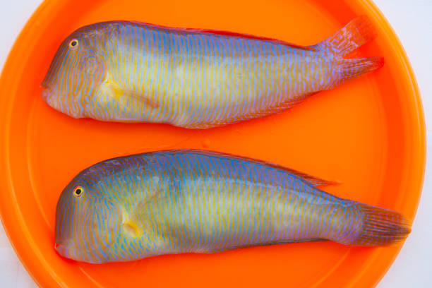 Fish Xyrichthys novacula also called Raor pearly razorfish or cleaver wrasse