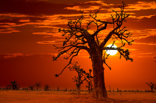 Africa sunset in Baobab trees colorful sky