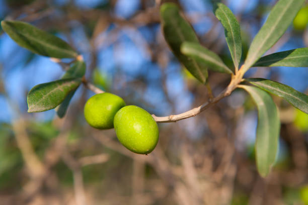 istock Olive tree with two olives in a branch 1342058391