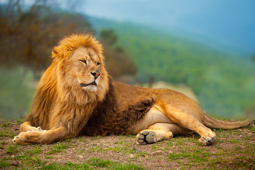 A healthy male lion with full mane, resting after eating for several hours.