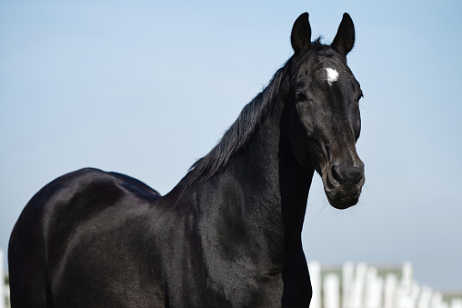 Portrait of black arabian horse in paddok on blue sky background, copy space. Closeup