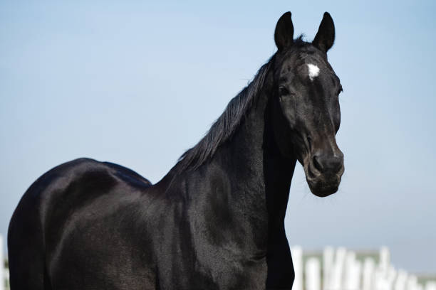 Portrait of black arabian horse in paddok on blue sky background, copy space. Closeup stock photo