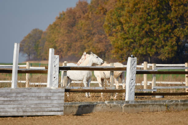Portrait of a white horse taken from behind on a dark background.