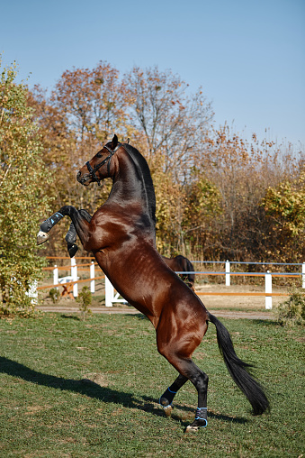 Beautiful brown horse rearing on pasture in sunny autumn day, copy space