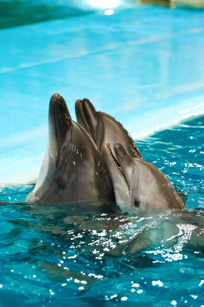 istock Three dolphins in blue water in swimming pool, copy space 1342059271