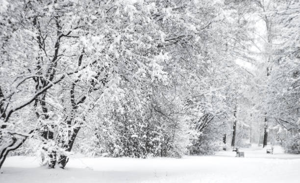 istock Winter landscape in the snow 1342059622