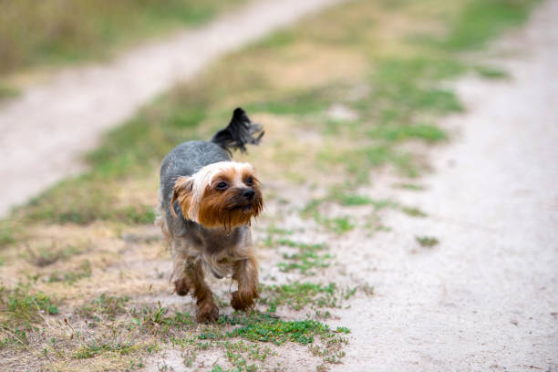 istock Cute Yorkshire Terrier Dog portrait running on the path in summer outdoors, free space 1342059637