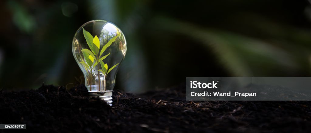 Saving energy and environment.  Tree growth in light bulb for saving Ecology energy nature. Eco and Technology concept, copy space for banner Light Bulb Stock Photo