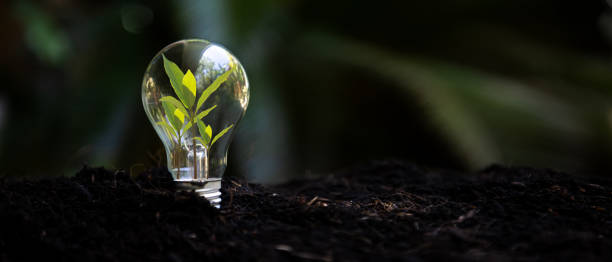 Saving energy and environment.  Tree growth in light bulb for saving Ecology energy nature. Eco and Technology concept, copy space for banner Saving energy and environment.  Tree growth in light bulb for saving Ecology energy nature. Eco and Technology concept, copy space for banner sustainable energy stock pictures, royalty-free photos & images