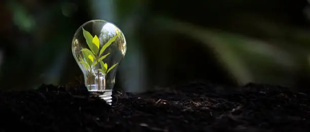 Saving energy and environment.  Tree growth in light bulb for saving Ecology energy nature. Eco and Technology concept, copy space for banner