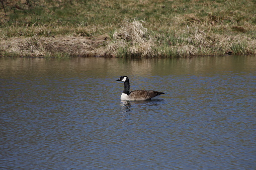Single female goose on the pond swimming
