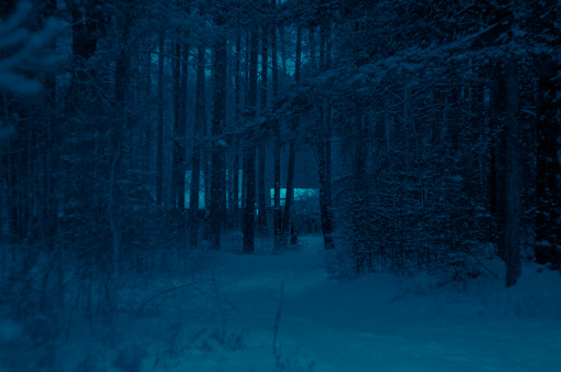 Winter forest landscape, trees are covered with snow, a lot of snow, dark, gloomy and cold