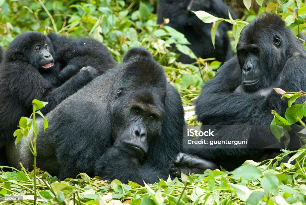 Rodziny, Eastern Lowland Gorillas w Kongo - Zbiór zdjęć royalty-free (Goryl)