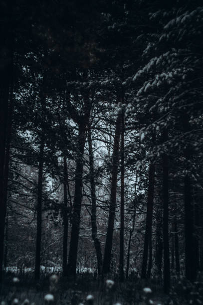 istock Winter landscape in a gloomy forest 1342061207