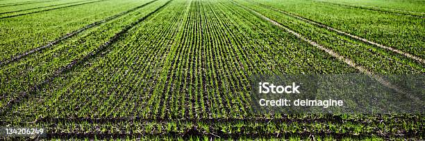 Campo Di Grano - Fotografie stock e altre immagini di Agricoltura - Agricoltura, Ambientazione esterna, Bellezza naturale