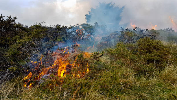 The world on fire- forest fires due to global warming and climate change run riot over hills and moorland in rural Wales UK as climates rise.