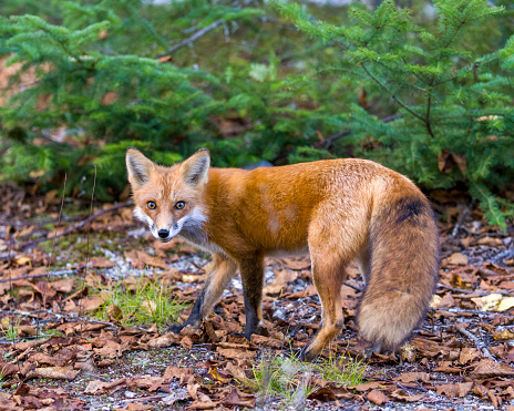 Red Fox in the forest looking a the camera enjoying its habitat and environment displaying fur, body, head, eyes, ears, nose, paws, bushy tail with a green branches. Fox Stock Photo and Image. Picture. Portrait.