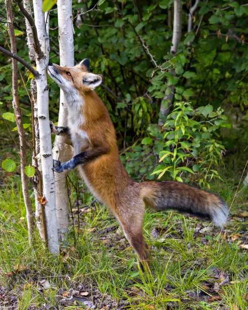 Red Fox standing on its back legs smelling a birch tree in its habitat and environment displaying fur, body, head, nose, paws, bushy tail. Fox Stock Photo and Image. Picture. Portrait.