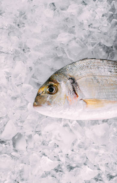 fresh sea bream on ice - catch of fish gilt head bream variation fish imagens e fotografias de stock