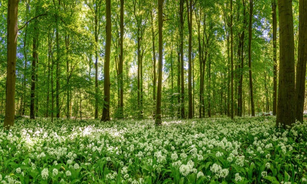istock Spring is here, Riis Skov, Aarhus, Denmark 1342065619