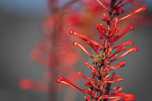 istock Firespike Flower with Honeybee 1342067274