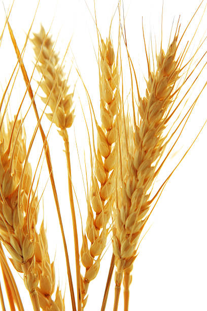 istock Image of wheat isolated over white background 134206844