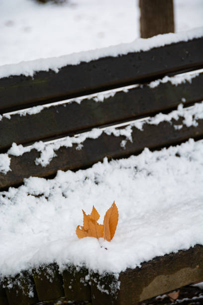istock Park bench in winter with dead leaves on it 1342068959