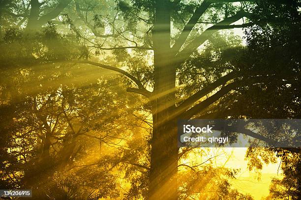 Retroilluminazione Quercia Nella Nebbia Di Mattina Sul Prato Al Tramonto - Fotografie stock e altre immagini di Albero