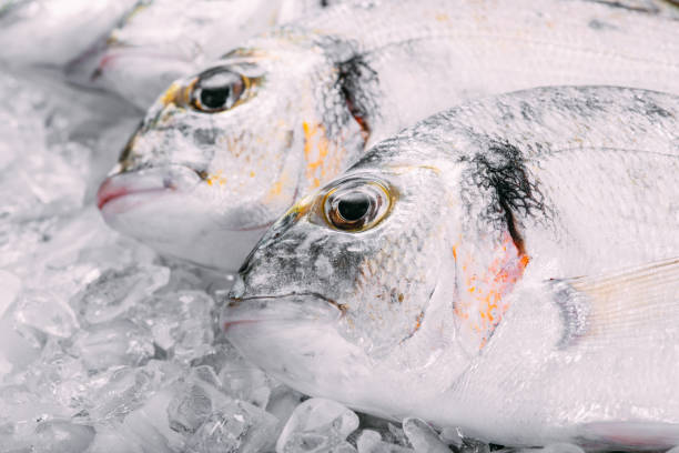 doradas frescas sobre hielo - catch of fish gilt head bream variation fish fotografías e imágenes de stock