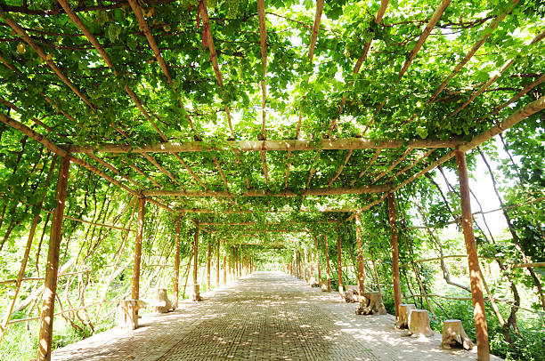 FFootpath Uva vite verde sotto la pergola - foto stock