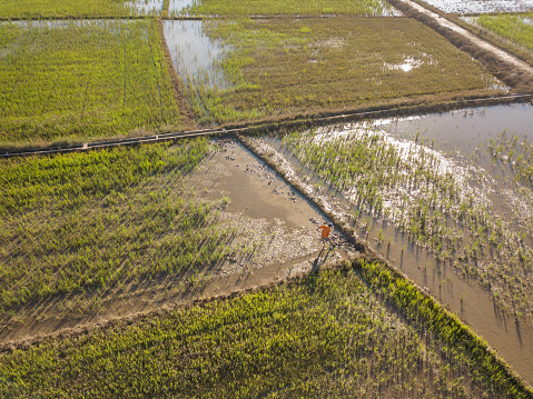 Drone view of a farmer hoeing on the rice paddy field for cutting grass, Khanh Hoa province, central Vietnam
