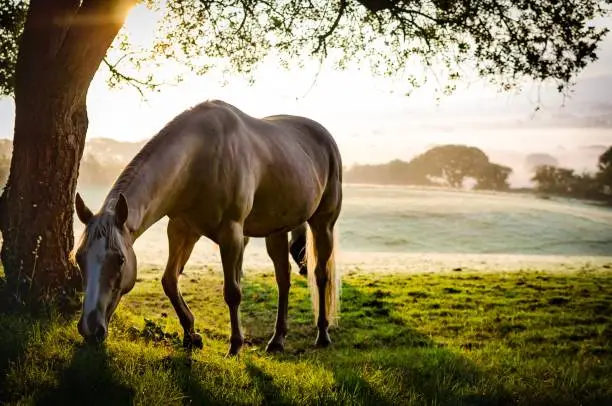 Brown horse at a misty sunrise under a tree. With a sun flare