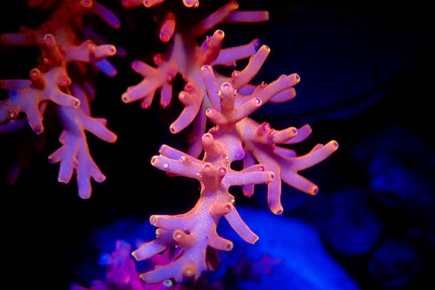 istock Red Dragon Acropora SPS coral - Acropora Echinata 1342072185