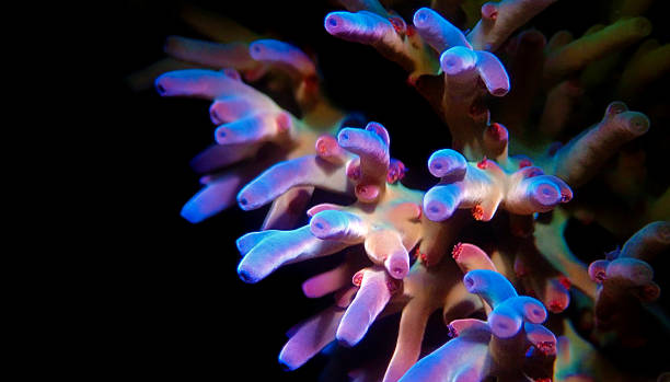 istock Acropora echinata is a species of short polyps stony corals 1342073691