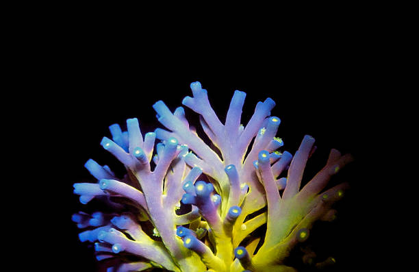 istock Acropora echinata is a species of short polyps stony corals 1342073692